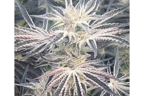 deluxe sugarcane strain plant by in house genetics