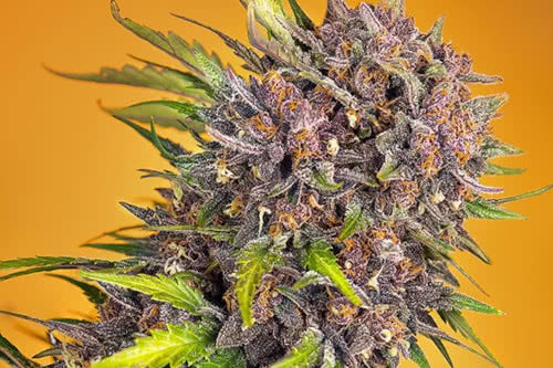 diablo rojo xl auto strain plant by sweet seeds