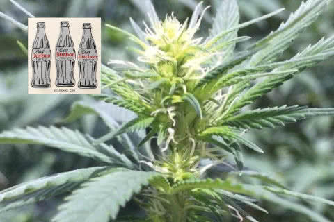 diet durban thcv sativa strain plant by seedsman