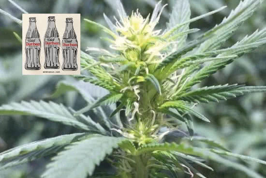 diet durban thcv strain by seedsman