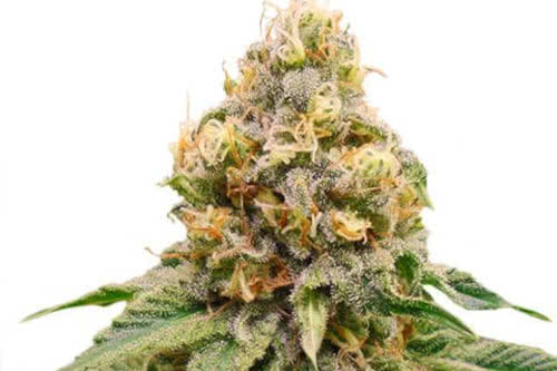 disco bizkit strain by ilgm