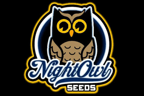 divinations auto strain by night owl seeds