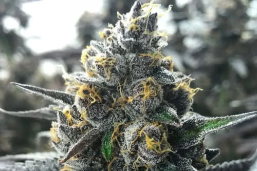 divorce cake strain plant by atlas seed