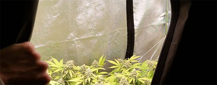 Electric Sky LED set-up in grow tent