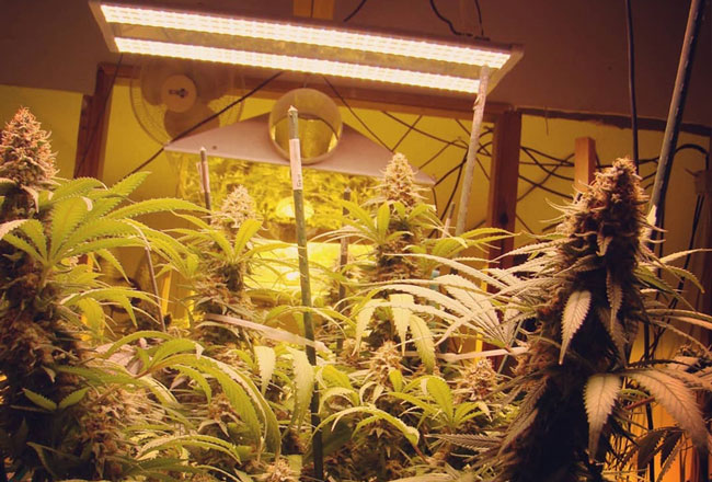 Buds grown under ES300 grow lights