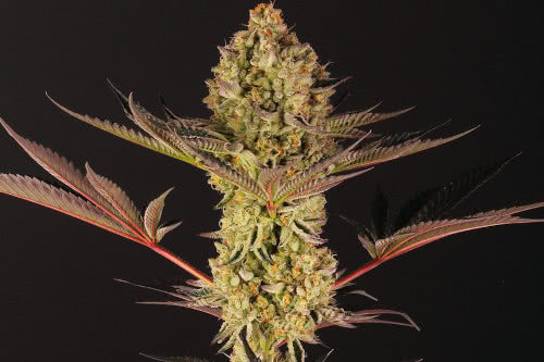 do si dos 33 strain by barneys farm