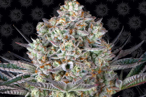 do si dos 33 plant by barneys farm