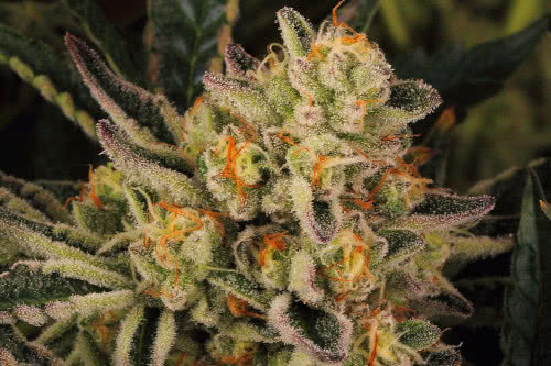 do si dos 33 weed strain