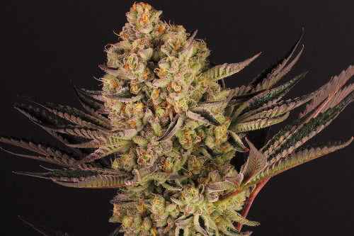 do si dos 33 strain indoor plant by barneys farm