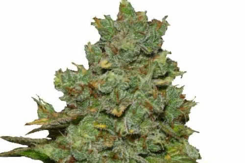 do si dos auto exotic strain weed plant