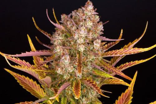 do si dos auto weed plant by barneys farm