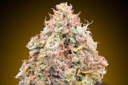 do si dos cookies fast strain by 00 seeds