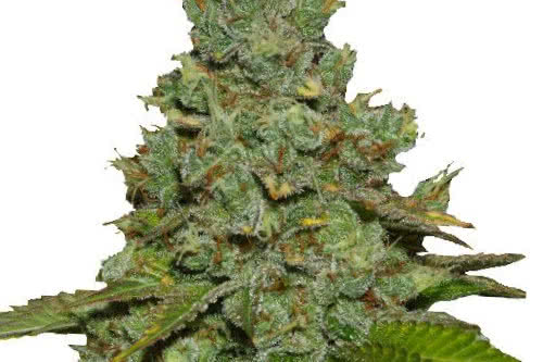 do si dos fem by ILGM