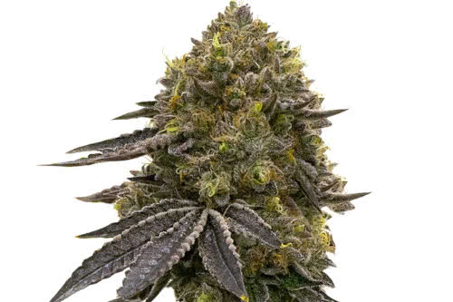 do si dos strain by homegrown cannabis