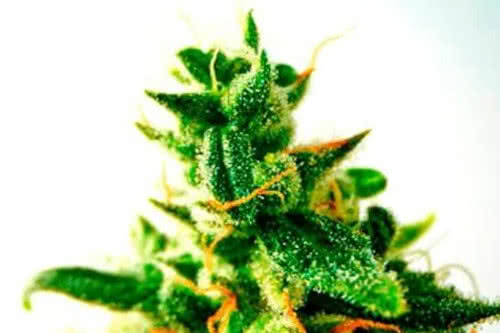 do-si-dos strain aka dosi doe by blimburn