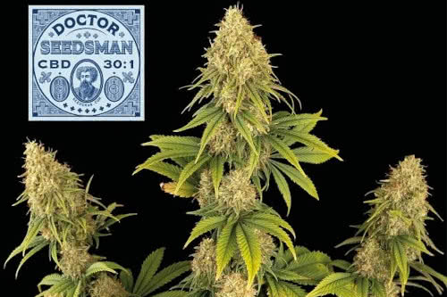 doctor seedsman cbd 30 to 1 medical strain
