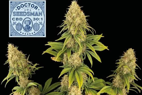 doctor seedsman cbd plant
