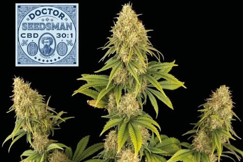 doctor seedsman cbd strain