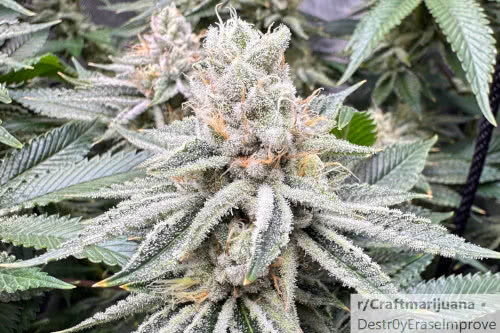 dolato s1 strain plant by in house genetics