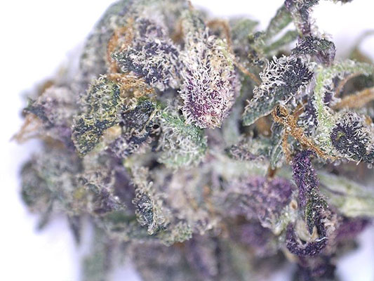 Donkey Dick weed strain lol