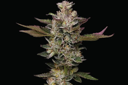 donutz strain plant by humboldt seed company