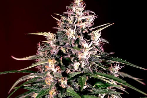 dosi auto by g13 labs