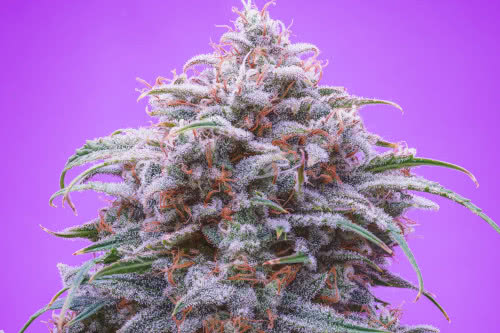 double grape auto strain by mephisto genetics