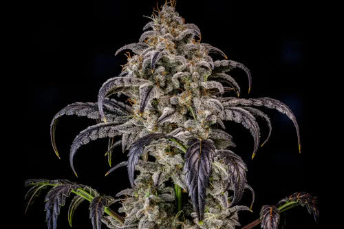 double grape auto strain plant by mephisto genetics