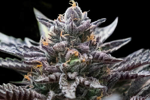 double stuffed sorbet strain by dna genetics