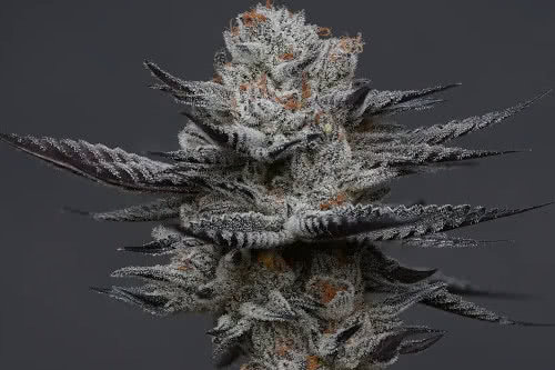 double truffle strain plant by pacific grove