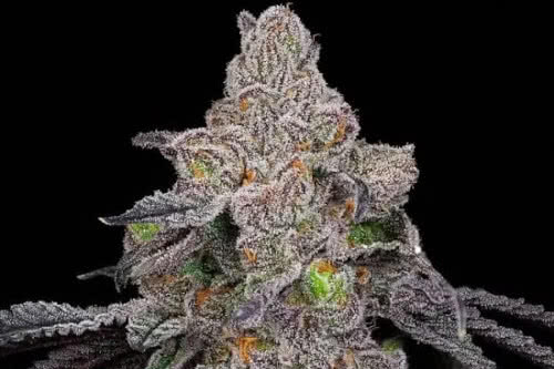 double up strain plant by compound genetics