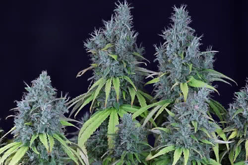 dr seedsman cbd strain plant