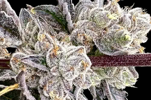 dry erase marker strain plant by atlas seed