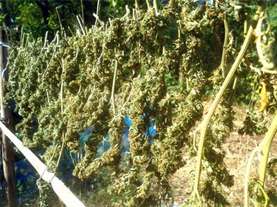 drying weed bud branches in the sun