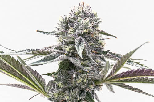 duct tape strain by homegrown cannabis