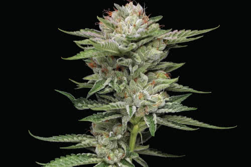 durban poison auto strain plant by humboldt seed company