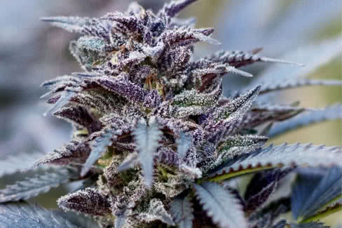 durban poison cannabis plant by dutch passion