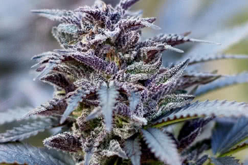 durban poison landrace strain by dutch passion