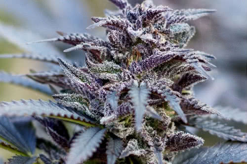 durban poison cannabis plant outdoors by dutch passion