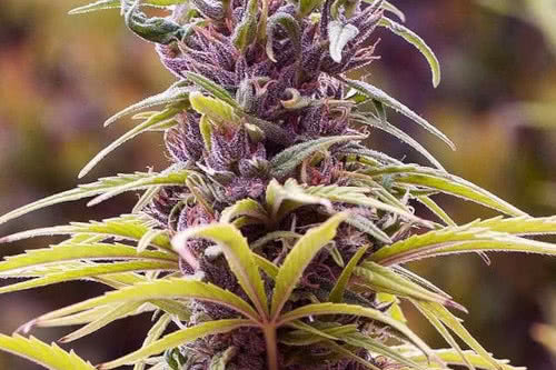 durban poison by nirvana seeds