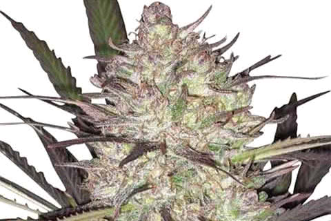 durban poison sativa strain plant by ilgm