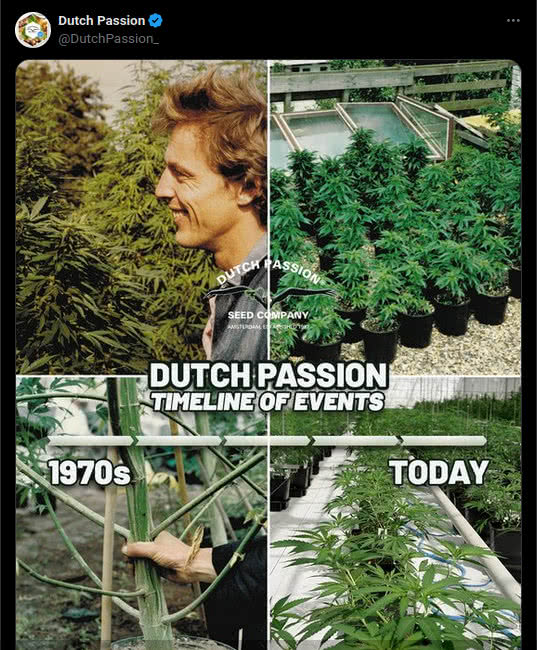 timeline of dutch passion tweet on X