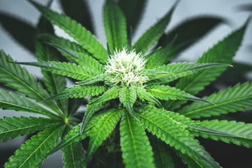 early flowering marijuana, white haired buds