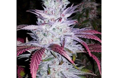 early lemon berry rbx strain plant by ethos genetics