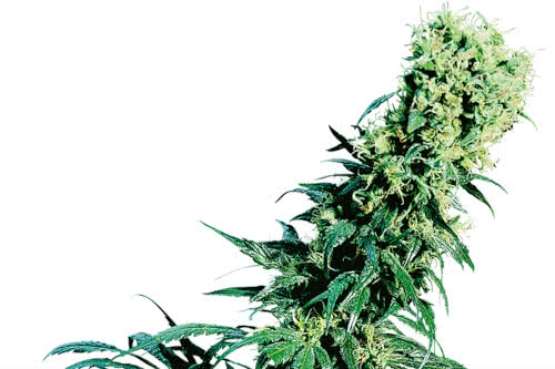 early pearl strain by sensi seeds