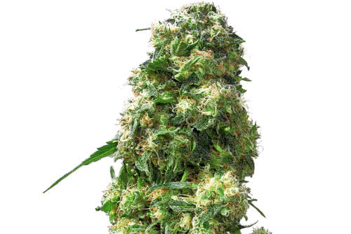 early skunk strain by sensi seeds