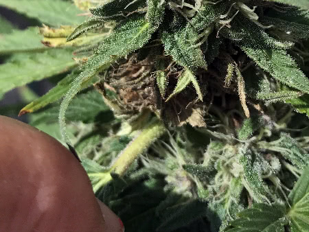 early symptoms of bud rot, gray mold on cannabis plant