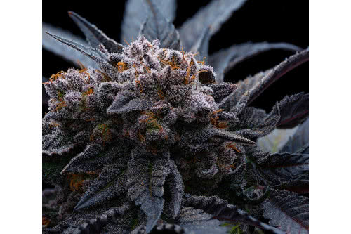 end game rbx the punch line strain plant by ethos genetics