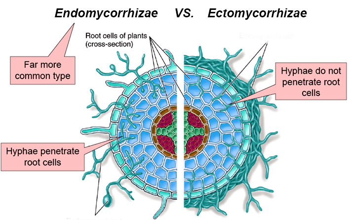 endomycorrhiza vs endomycorrhiza types of fungi diagram