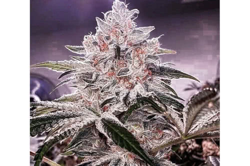 ethos apex r1 strain plant by ethos genetics